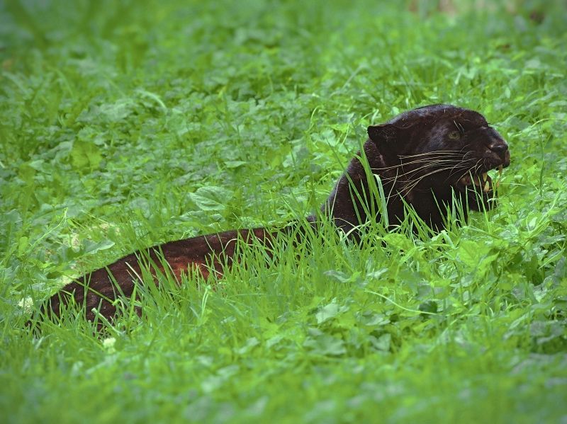Refugio de animales rescatados